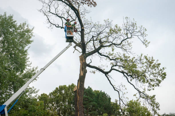 Why Choose Our Tree Removal Services in Hampton, TN?